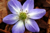 Large flowered bi colour flower being blue and white